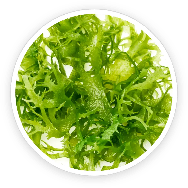 Chlorella vulgaris ingredient illustration